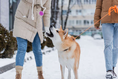 cropped view of man holding leash while walking near girlfriend playing with akita inu dogの写真素材