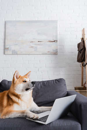 akita inu dog lying near laptop on couch in modern living roomの写真素材
