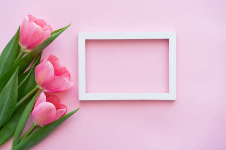 top view of frame near blooming tulips on pinkの写真素材
