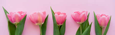 top view of row with blooming tulips isolated on pink, banner