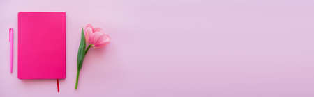 top view of tulip near notepad and pen on pink, banner