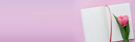 top view of tulip near blank notebook on pink, bannerの写真素材