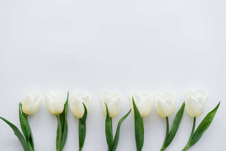 top view of row with tulips on white backgroundの写真素材