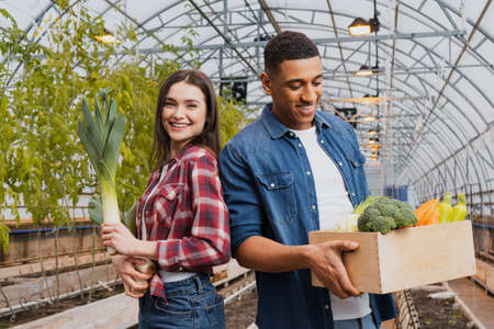 Smiling african american farmer holding box with fresh vegetables near colleague in greenhouseの写真素材
