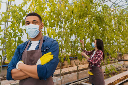 African american farmer in medical mask looking at camera while colleague working with plants in greenhouseの写真素材