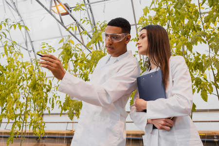 African american botanist pointing with hand near colleague with clipboard in greenhouseの写真素材