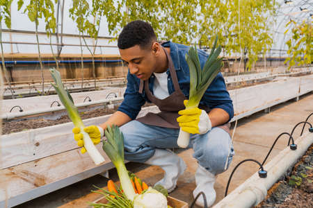 African american farmer holding leek near vegetables in greenhouse