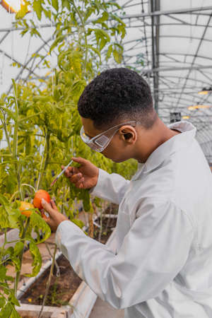 Side view of african american botanist in white coat holding syringe near tomato on plant in greenhouseの写真素材