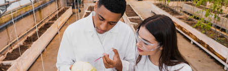 Multiethnic botanists working with cauliflower and syringe in greenhouse, banner