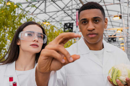 Multiethnic botanists holding syringe and cauliflower in greenhouseの写真素材