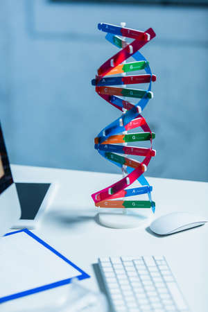 model of dna structure near computer mouse on desk in laboratoryの写真素材