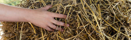 cropped view of farmer touching hay, bannerの写真素材