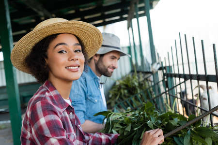 happy african american farmer looking at camera near manger and blurred colleagueの写真素材