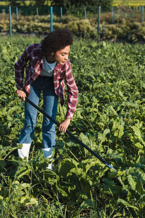 young african american woman in plaid shirt cultivating plants in fieldの写真素材