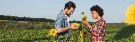 side view of young interracial farmers near yellow sunflowers in green field, bannerの写真素材