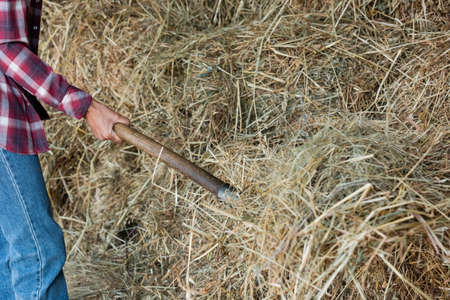 cropped view of african american farmer stacking hay on farm