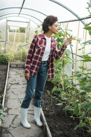 full length view of african american woman in plaid shirt checking plants in greenhouseの写真素材