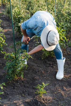farmer in brim hat and rubber boots checking tomato plants