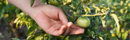 partial view of farmer touching green tomato, banner