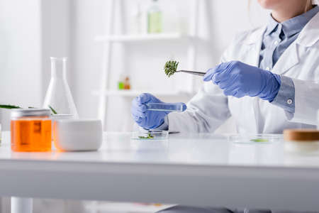 cropped view of laboratory assistant in latex gloves holding tweezers with pine branch near test plateの写真素材