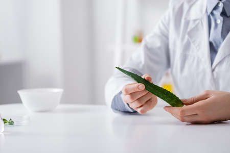 partial view of laboratory assistant holding organic aloe leaf in labの写真素材