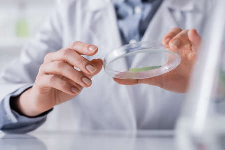 cropped view of laboratory assistant holding test plate with aloe sample