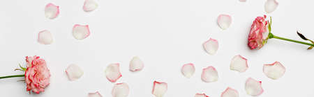 top view of blooming roses near petals on white, banner