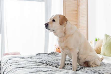 yellow labrador looking away while sitting on bed at homeの写真素材