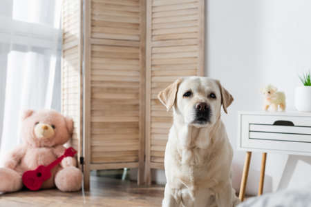 yellow labrador looking at camera near blurred soft toys at homeの写真素材