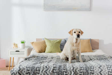 labrador dog sitting on soft bed near pillowsの写真素材