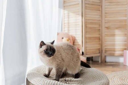 fluffy cat sitting on soft pouf in blurred bedroomの写真素材