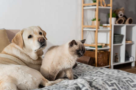 furry cat sitting on bed near labrador dogの写真素材