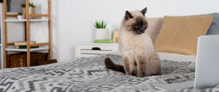cat sitting on bed near laptop and pillows on blurred background, bannerの写真素材