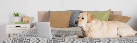 labrador dog lying near laptop on bed with pillows, banner