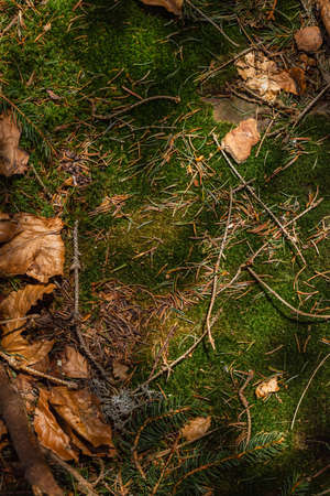 Top view of dry leaves and moss on ground in forestの写真素材