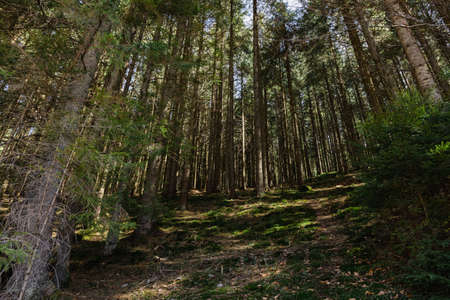 Scenic view of spruce forest with sunlight on ground