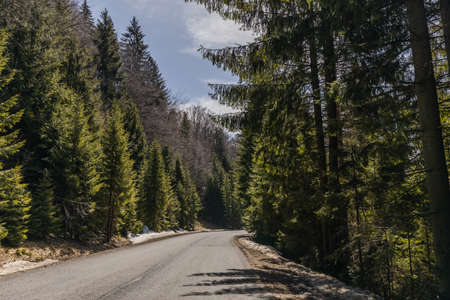 Empty road and fir forest in spring