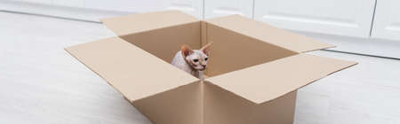 Sphynx cat sitting in cardboard box at home, banner
