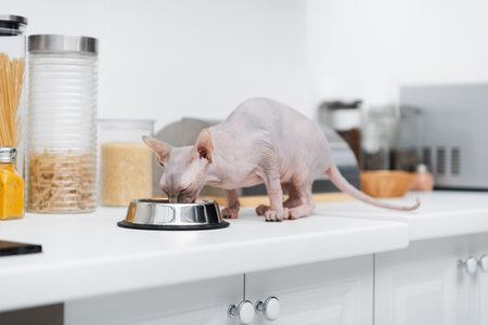 Hairless sphynx eating from bowl on blurred worktop in kitchenの写真素材