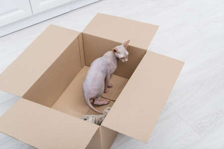 High angle view of sphynx cat standing in carton box at homeの写真素材