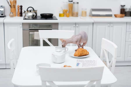 Sphynx cat standing near food and cup in kitchen