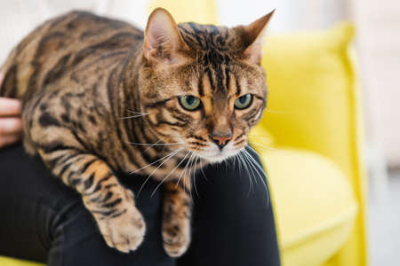 Cropped view of furry bengal cat looking away near woman at homeの写真素材