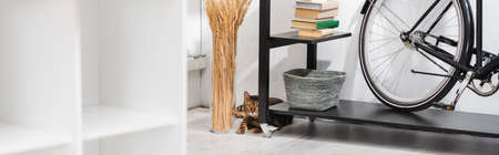 Bengal cat lying near plants and rack at home, banner