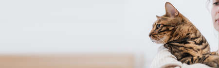 Cropped view of woman holding bengal cat at home, bannerの写真素材