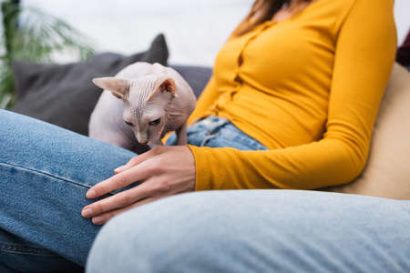 Cropped view of sphynx cat sitting on blurred woman in living roomの写真素材
