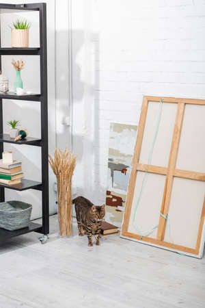 Bengal cat walking near paints, plants and rack at home