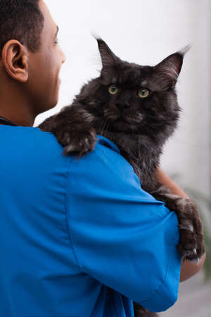 Blurred african american vet doctor holding maine coon in clinic