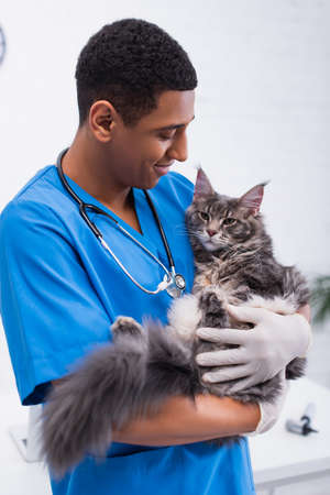 Smiling african american veterinarian in latex gloves holding maine coon in clinic