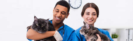 Positive interracial veterinarians in uniform holding maine coons in clinic, banner