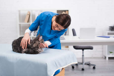 Brunette veterinarian examining maine coon cat on medical couch in clinic